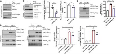 The Role of HDAC6 in TDP-43-Induced Neurotoxicity and UPS Impairment